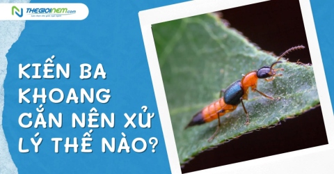 Kiến ba khoang cắn nên xử lý thế nào?