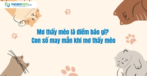 Mơ thấy mèo là điềm báo gì? Con số may mắn khi mơ thấy mèo