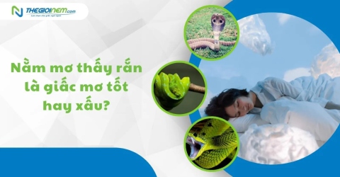 Nằm mơ thấy rắn là giấc mơ tốt hay xấu?