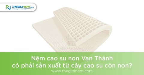 Nệm cao su non Vạn Thành có phải sản xuất từ cây cao su còn non?