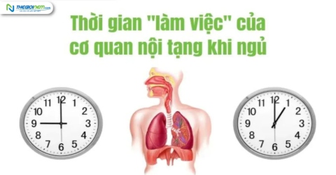 Thời gian làm việc của cơ quan nội tạng khi ngủ - Thế Giới Nệm