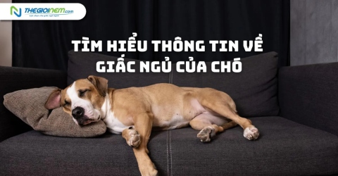 Tìm hiểu thông tin về giấc ngủ của chó