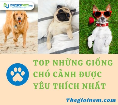 Top những giống chó cảnh được yêu thích nhất