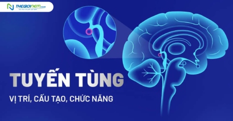 Tuyến tùng là gì? Cấu tạo, vai trò của tuyến tùng