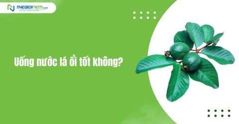 Uống nước lá ổi tốt không?